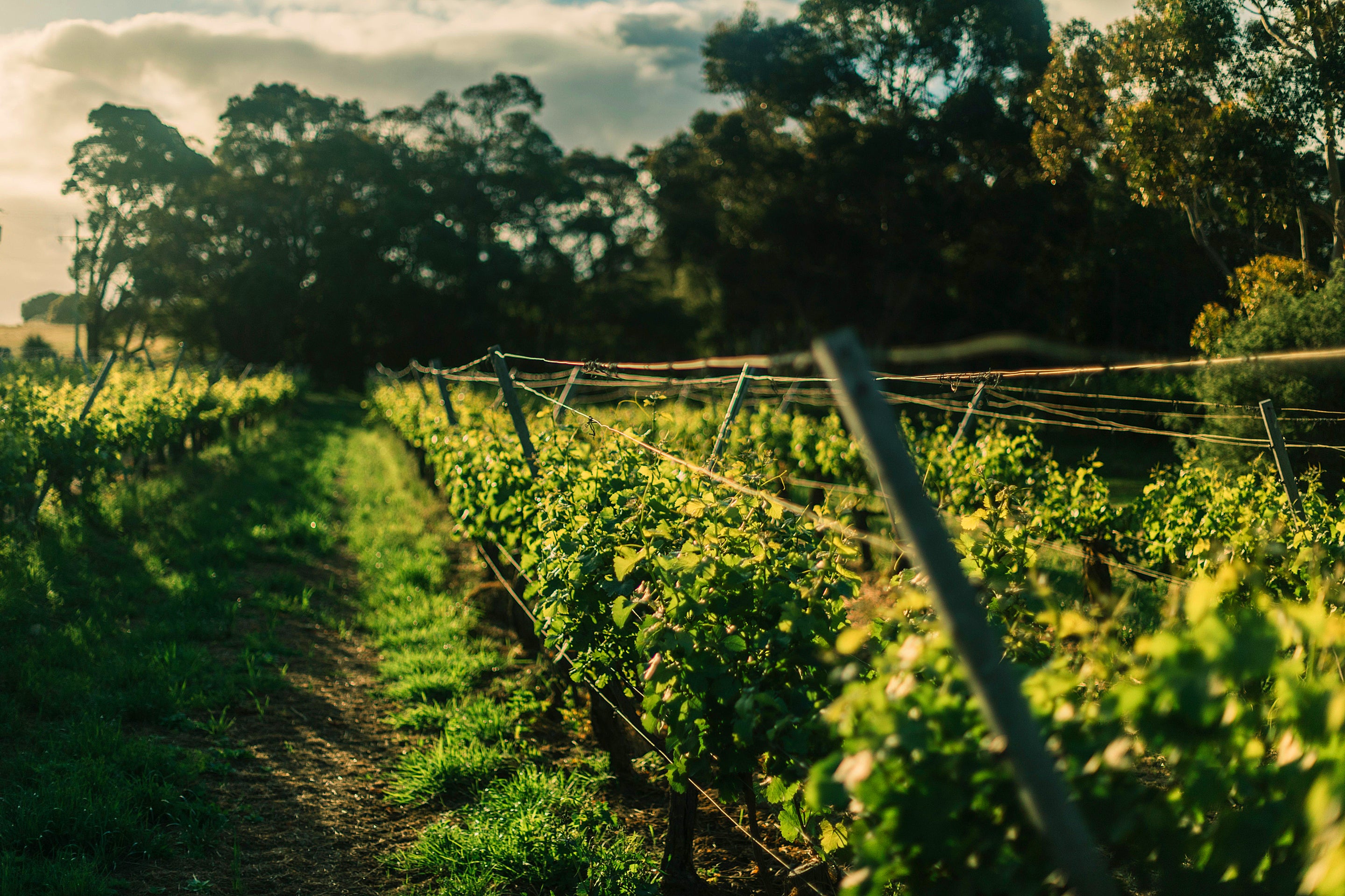 OZ TERROIRS FRANCE