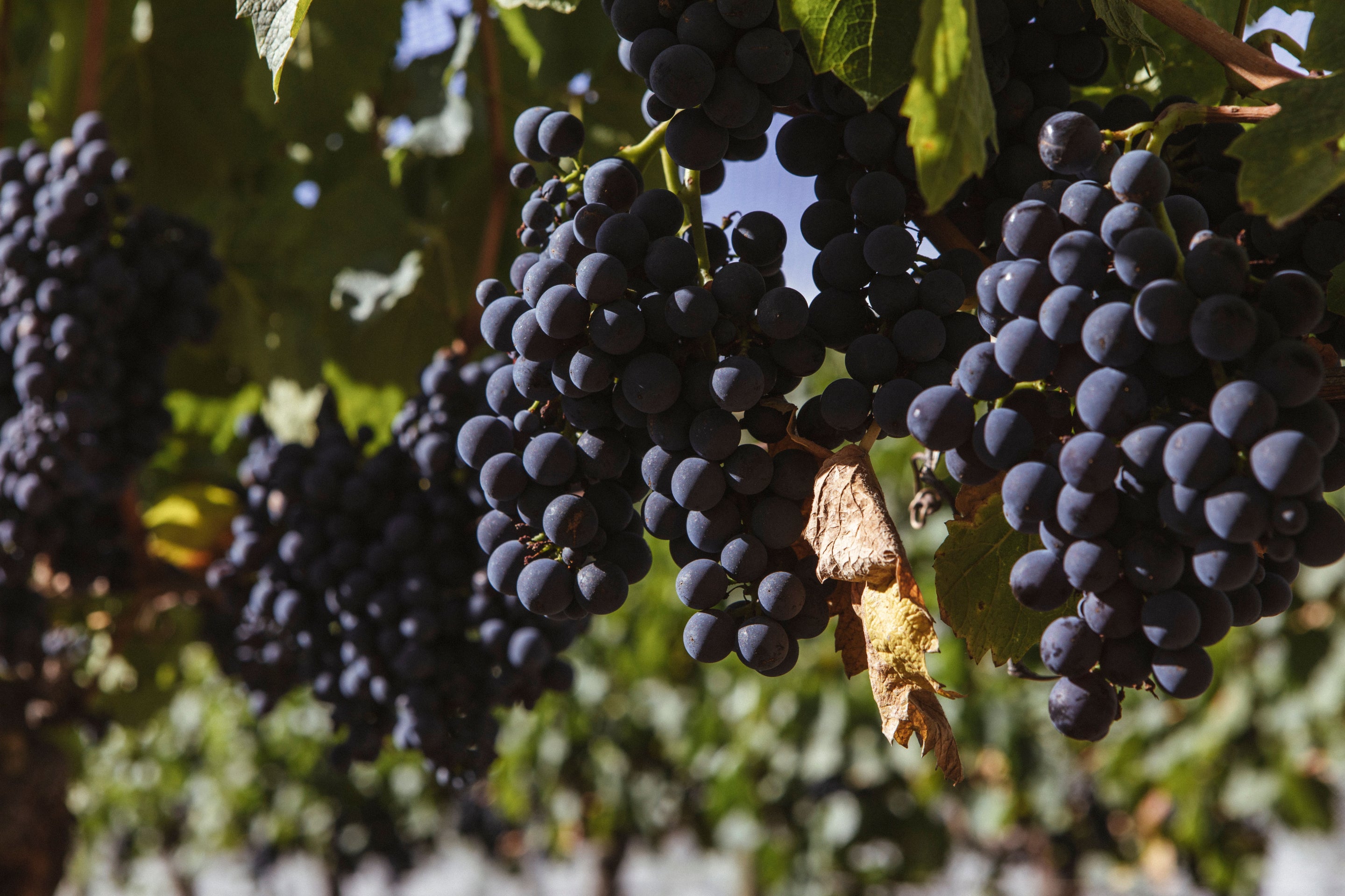 OZ TERROIRS FRANCE
